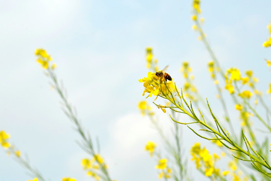 蜜蜂与油菜花