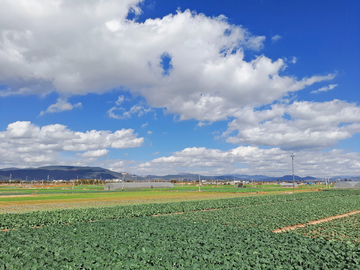 农田菜地