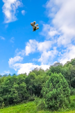 天空中飞翔的玩偶羊