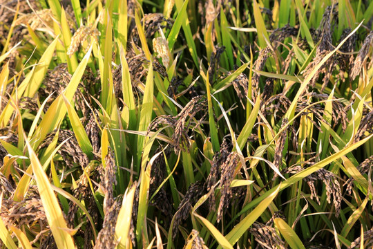 观赏型彩色水稻绿紫花叶