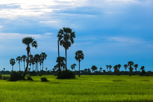 柬埔寨田野风光
