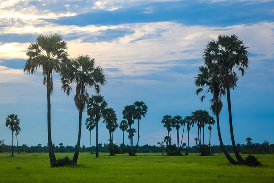 柬埔寨田野风光