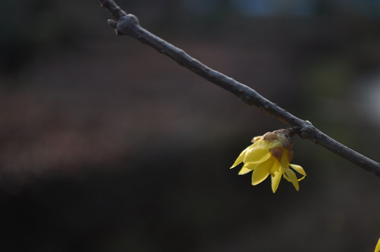 腊梅花