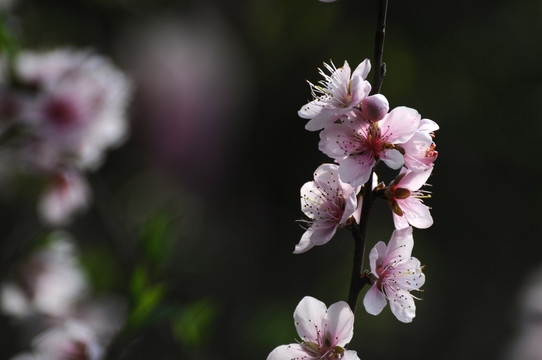 桃花