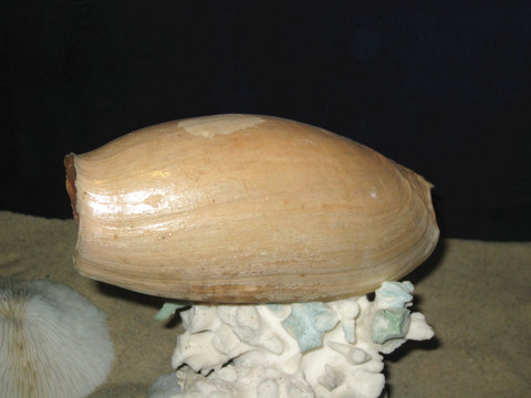 贝壳化石