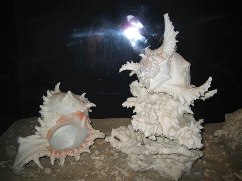 化石贝壳