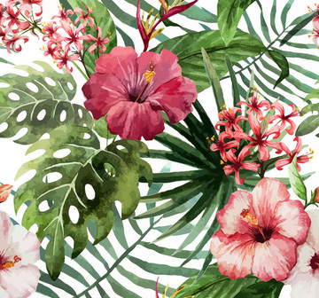 ins風(fēng)熱帶龜背竹花朵花卉