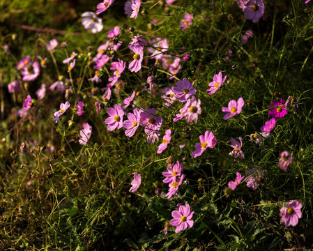 格桑花