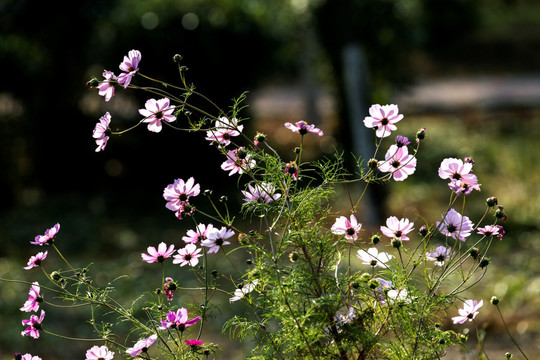 格桑花