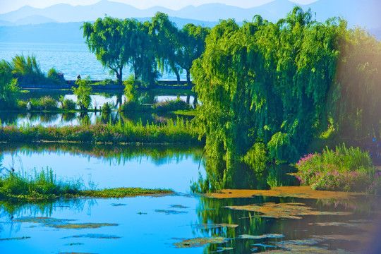 滇池湿地