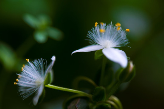 野花