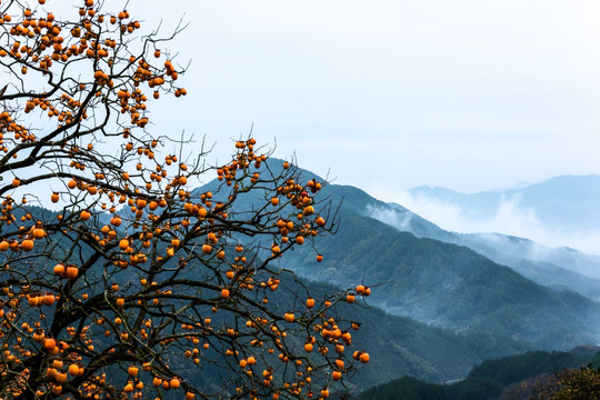 柿子树秋景图