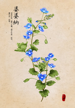 婆婆納