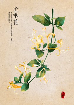 金銀花
