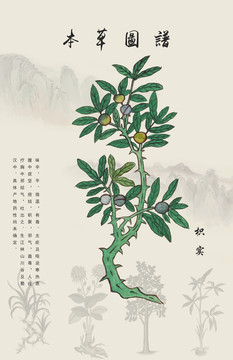 枳實(shí)