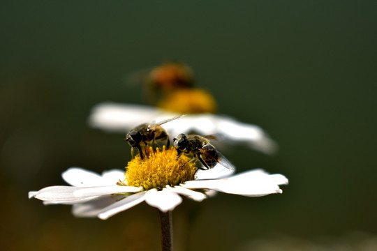 蜜蜂与蓝色背景