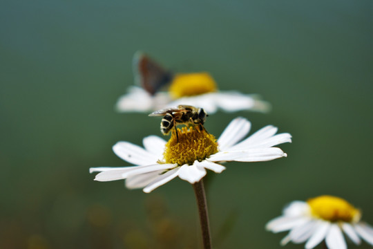 蝴蝶与花