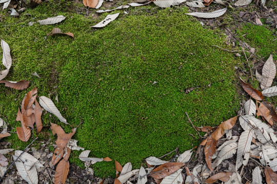 青苔藓