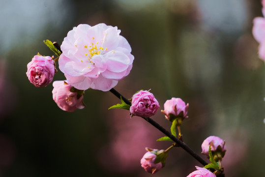 粉色碧桃花