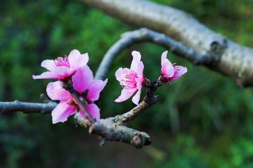 桃花