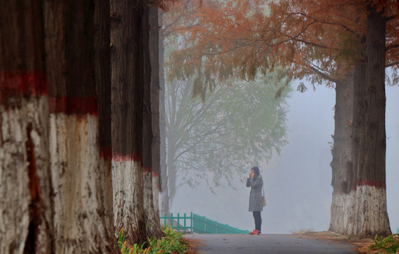 雾中红杉树