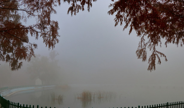 雾中红杉树