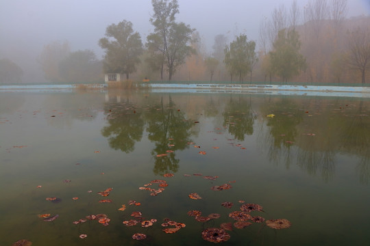 雾天里的池塘