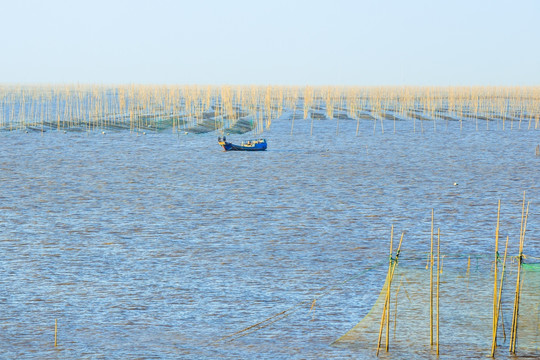 紫菜养殖海域