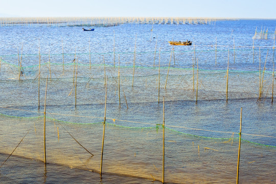 紫菜养殖海域