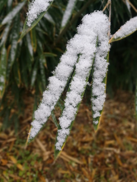 雪盖竹叶