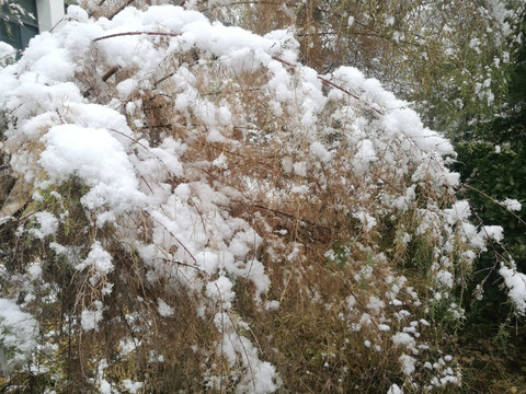 雪落红柳