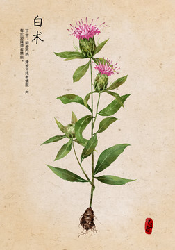 白術(shù)