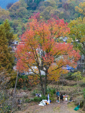 黟县塔川