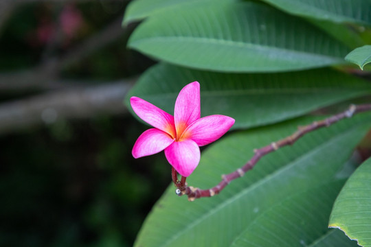 红色鸡蛋花