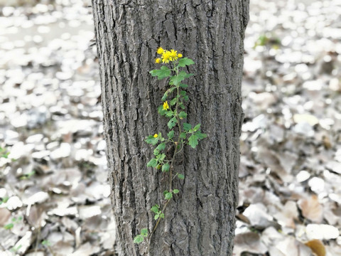 初冬野菊花