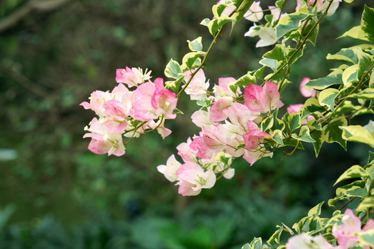 樱花勒杜鹃