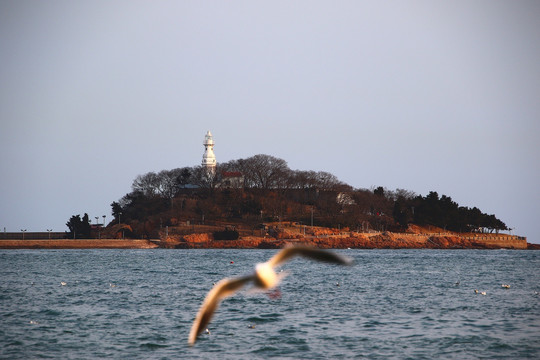 青岛小青岛海鸥大海