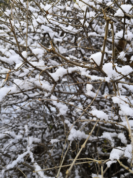 雪景