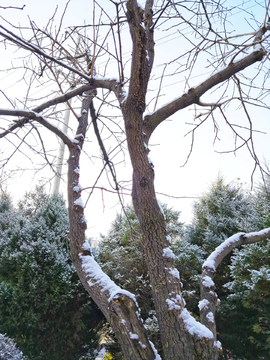 雪中的树