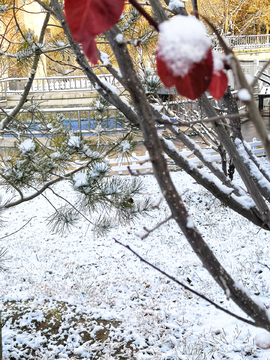 雪中的红叶