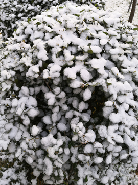 雪景