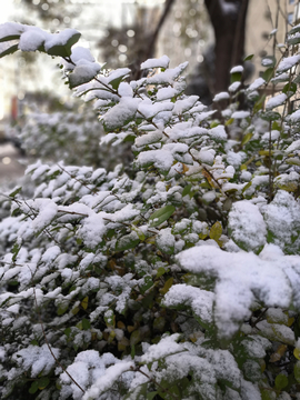 雪景