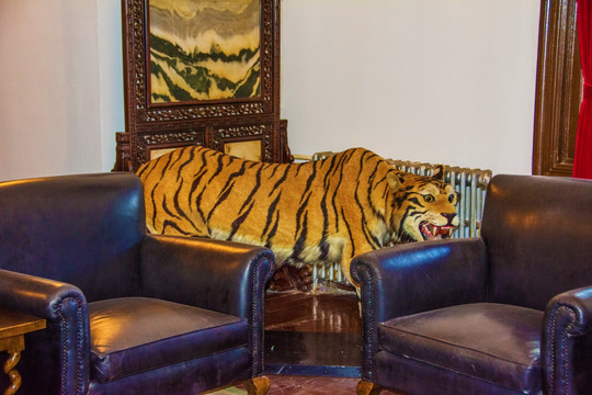 张帅府老虎厅老虎标本与沙发