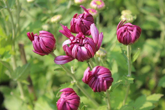 小清新菊花花蕾