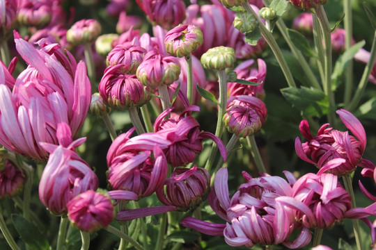 小清新菊花花蕾