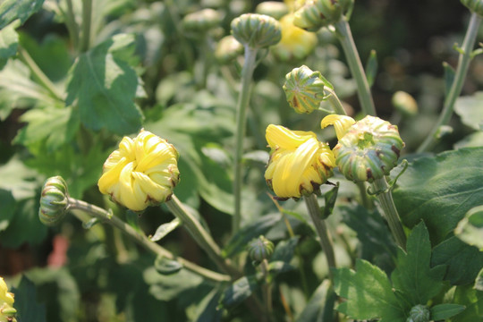 小清新菊花