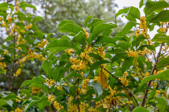 桂花树