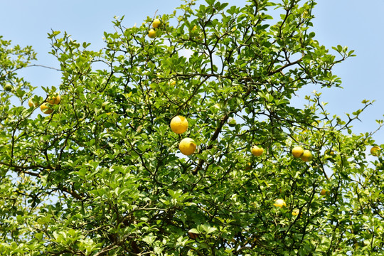 黄色水果树