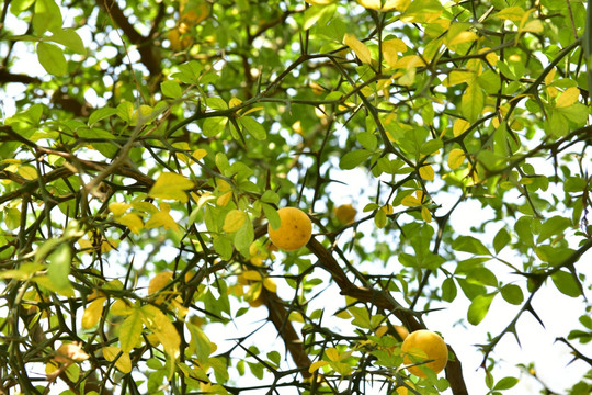 黄色水果树