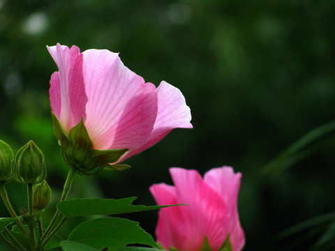 木芙蓉花